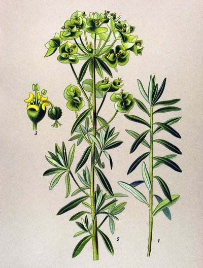植物板，静脉植物（有毒）：圆叶酢浆草（Euphorbia Peplus） 作者 未知艺术家