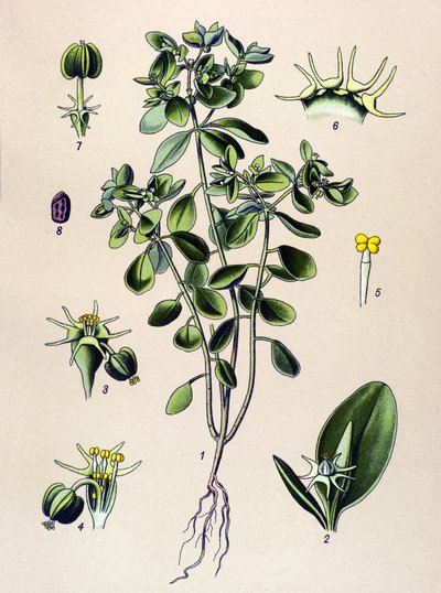 植物板，静脉植物（有毒）： euphorbia esule 或 euphorbia acre 作者 未知艺术家