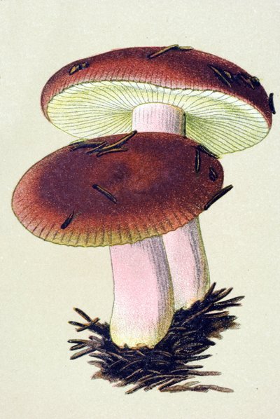 含有有毒真菌（静脉）的植物板：催吐红菇（Russula emetica） 作者 未知艺术家