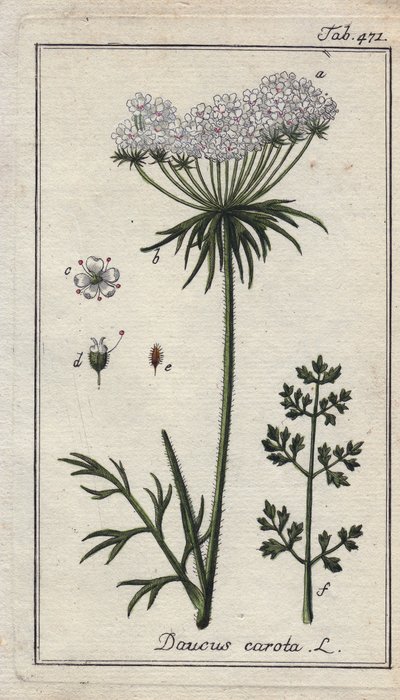 植物学：胡萝卜花 - 胡萝卜的花和叶，Daucus carota。B. Thanner 根据 Johannes Zorn 的 "Icons plantarum medicinalium "绘制的手工彩色铜版画，德国 作者 未知艺术家