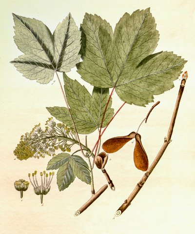 植物学插图/Acer pseudoplatanus/Sycamore Maple 作者 不明
