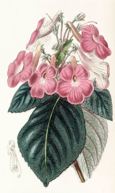 植物学插图/大花蕙兰/大花蕙兰的花朵很大 作者 不明