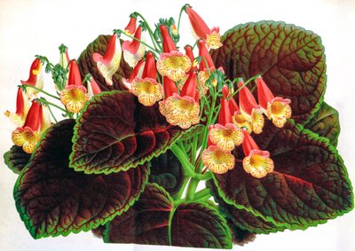 植物插图/Achimenes naegelioides/Achimene 作者 不明
