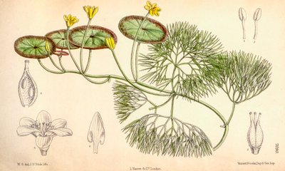 植物学插图/Cabomba aquatica 作者 不明