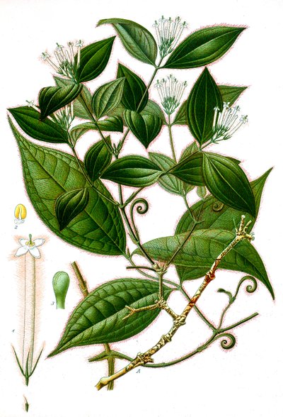 植物学插图/Strychnos toxifera/Curare 作者 不明