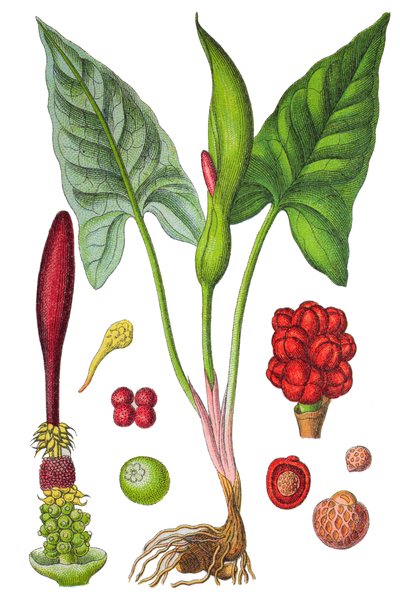 植物图版：药用植物旱金莲（野生旱金莲或大叶旱金莲），历史悠久的彩色石版画 作者 未知艺术家