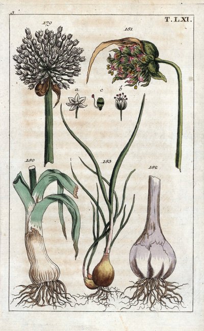 植物学：韭菜、大蒜、葱 - 韭菜（Allium pollum 179）、大蒜花（Allium sativum 181）、大蒜球茎（Allium bulb 182）和葱（Allium cepa var. aggregatum, ascalonicum 作者 未知艺术家