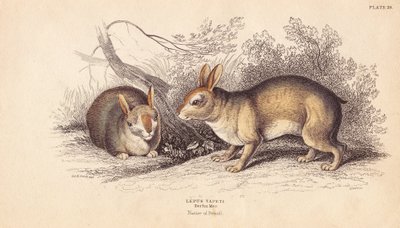 巴西兔，Sylvilagus brasiliensis (Lepus tapeti)。来自柏林博物馆的标本。利扎斯根据查尔斯-汉密尔顿-史密斯（Charles Hamilton Smith）的插图绘制的手绘钢版画，出自爱丁堡威廉-怡和的博物学家图书馆。 作者 未知艺术家