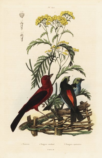 巴西唐雀、Ramphocelus bresilius 和天堂唐雀、Tangara chilensis 作者 不明