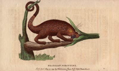 布列斯特史诗猪（Coendou prehensilis），热带品系的半野生美洲史诗猪，其尾巴可伸缩，能爬树。托马斯-彭南特（1726-1798 年）绘制。自然学家袖珍杂志》或《自然学家全集》中的石版画。 作者 未知艺术家