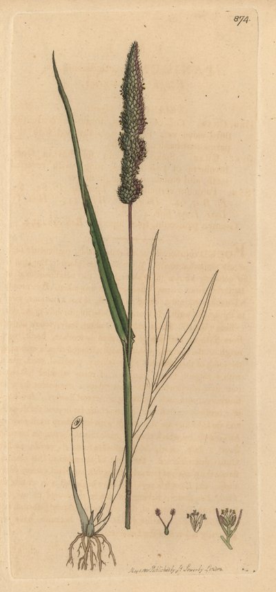 布里斯利狐尾草，Setaria verticillata（粗糙禾，Panicum verticillatum）（绿setaire） 根据詹姆斯-索尔比为詹姆斯-史密斯的《英国植物学》绘制的图画绘制的手工彩色铜版雕刻品 作者 未知艺术家