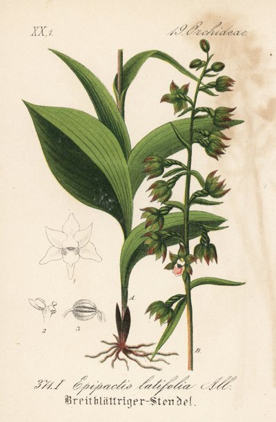 阔叶鹤望兰 - 阔叶鹤望兰，Epipactis helleborine (Epipactis latifolia)。Diederich von Schlechtendal 的《德国植物志》中的手工彩色石版画，耶拿 作者 未知艺术家