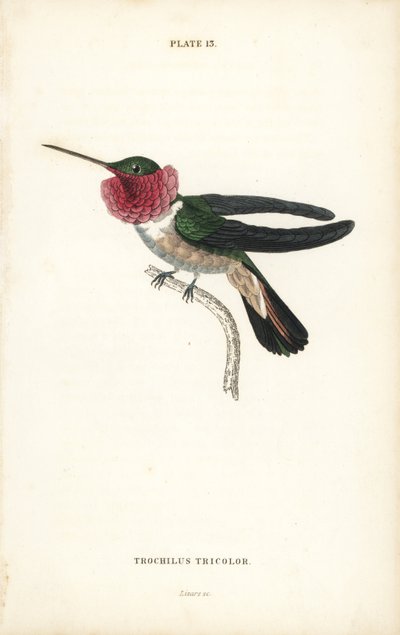 宽尾蜂鸟 Selasphorus platycercus（三色蜂鸟 Trochilus tricolor）。William Lizars 手工绘制的彩色钢板雕刻，选自 William Jardine 爵士的《博物学家图书馆》：鸟类学：蜂鸟》第 2 卷，爱丁堡，W.H. Lizars 著。 作者 未知艺术家