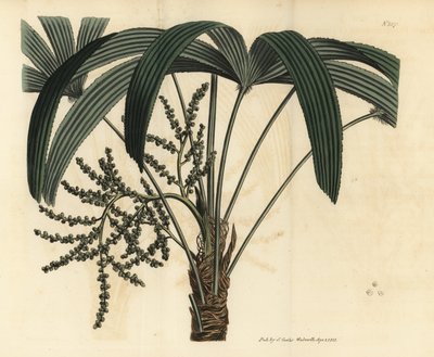 阔叶女贞，Rhapis excelsa（雄性矮地鼠，Rhapis flabelliformis mas 作者 不明