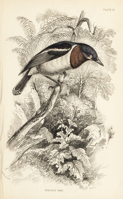 褐喉鸻，Platysteira cyanea (Show tody, Platystera lobata)。威廉-利扎斯根据威廉-斯温森（William Swainson）在威廉-怡和爵士的《博物学家图书馆》中所绘插图绘制的手绘钢版画：鸟类学：爱丁堡，W.H. Jardine 爵士的《博物学家图书馆：鸟类学：捕蝇鸟》中的威廉-斯温森的插图。 作者 未知艺术家