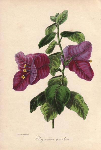 Buginvillaea spectabilis（La bougainvillee 或 bougainvillee）。塞缪尔-霍尔登为约瑟夫-帕克斯顿爵士绘制的手绘彩色石版画，刊登在伦敦 W.S. Orr 出版的《植物学杂志》上。 作者 Unbekannter Künstler