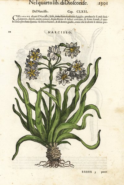 束花水仙，Narcissus tazetta。Wolfgang Meyerpick 根据 Giorgio Liberale 从 Pietro Andrea Mattioli 的《Discorsi di P.A. Matthioli ne i sei libri della Materia Medicinale di Pedacio Dioscoride》中选取的插图绘制的手工彩色木版画。 作者 未知艺术家