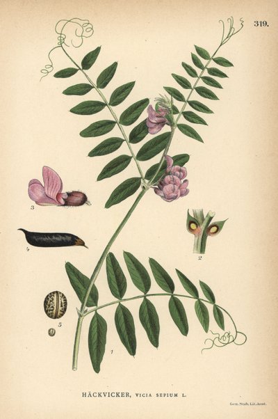 丛生矢车菊 作者 未知艺术家