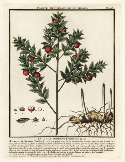屠夫扫帚，Ruscus aculeatus。 作者 未知艺术家