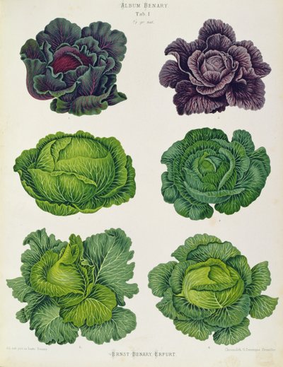 卷心菜Tab.1 选自 "贝纳里相册"，约 1876 年，作者恩斯特-贝纳里，埃尔富特（色版画） 作者 未知艺术家