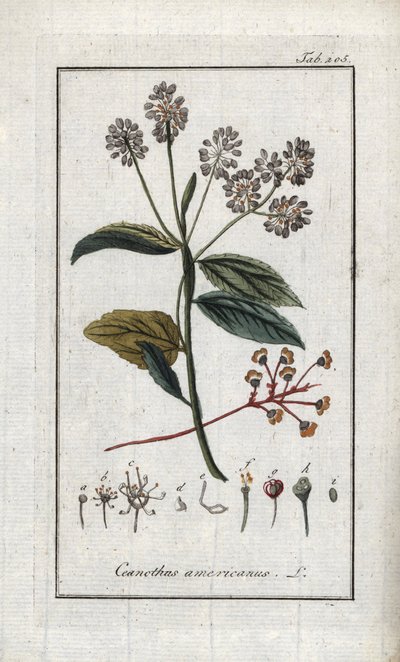 加州丁香（Ceanothus americanus）。石版画，选自约翰内斯-佐恩（1739-1799 年）的 "Afbeelding der Artseny-Gewassen"，荷兰 作者 未知艺术家