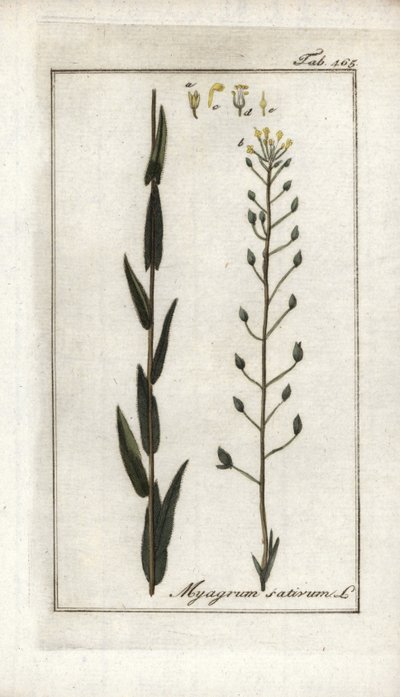 Cameline 或亚麻籽或德国芝麻（Camelina sativa）。约翰内斯-佐恩（1739-1799 年）"Afbeelding der Artseny-Gewassen "中的石版画，荷兰 作者 未知艺术家