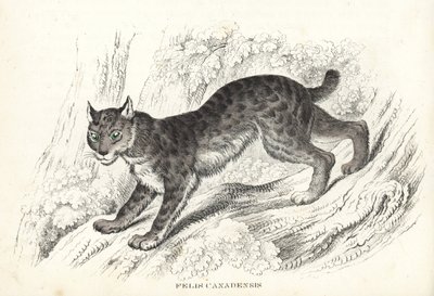 加拿大猞猁（Felis canadensis）。Georg Friedrich Treitschke 的自然历史画廊，Naturhistorischer Bildersaal des Thierreiches，Liepzig-1842 手工彩色石版画。 作者 未知艺术家
