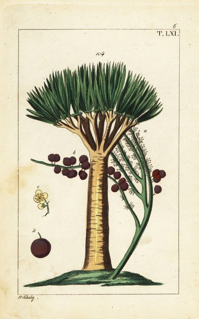 加那利群岛龙树，Dracaena draco。易危。 作者 未知艺术家