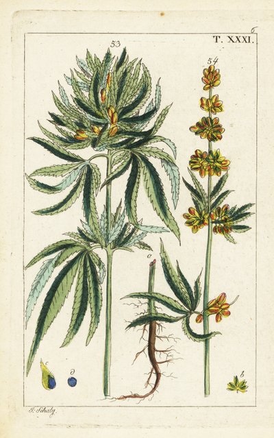 大麻植物，大麻。 作者 未知艺术家