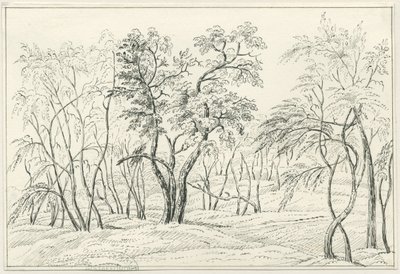 Cannock Chase：钢笔和铅笔素描，nd [？19th cent] 作者 不明