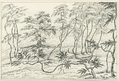 Cannock Chase：钢笔和铅笔素描，nd [？19th cent] 作者 不明