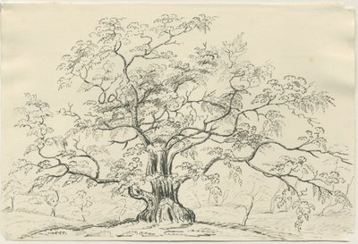 Cannock Chase：钢笔和铅笔素描，nd [？19th cent] 作者 不明