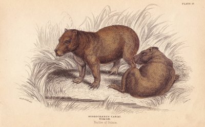 水豚（Hydrochoerus hydrochaeris (Hydrochaerus cabiai)）。利扎斯根据查尔斯-汉密尔顿-史密斯（Charles Hamilton Smith）的插图绘制的手绘钢版画，出自爱丁堡威廉-怡和的《博物学家图书馆》。 作者 未知艺术家
