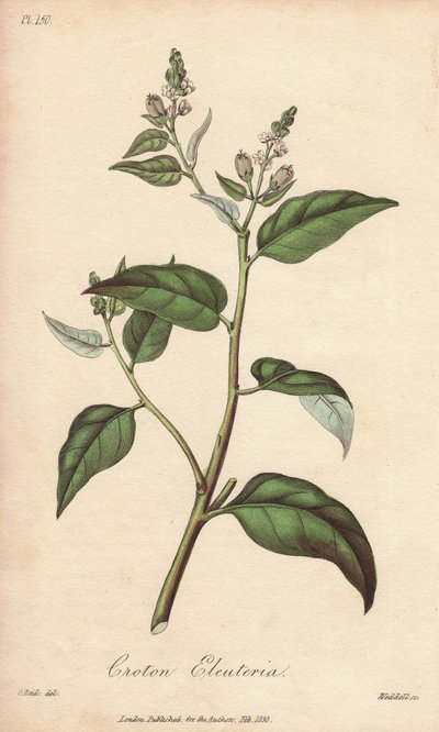 卡斯卡里拉（Croton eleuteria）--强水，威廉-克拉克为约翰-史蒂芬森和詹姆斯-莫尔斯-丘吉尔的《医学植物学，伦敦、爱丁堡和都柏林药用植物描述》绘制插图，约翰-丘吉尔于 1 年在伦敦出版。 作者 未知艺术家