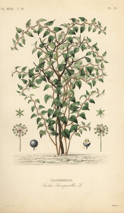 Cat greenbriar or catbriar, Smilax glauca, Smilax sarsaparilla, Salsepareille, Debray根据Edouard Maubert的植物学插图进行的手绘钢版画，来自Pierre Oscar Reveil, A 作者 不明
