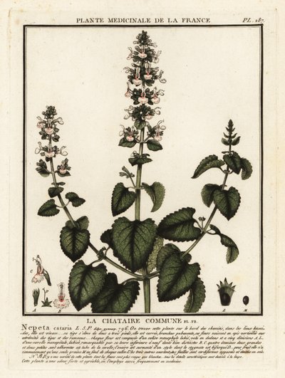 猫薄荷，Nepeta cataria。 作者 未知艺术家