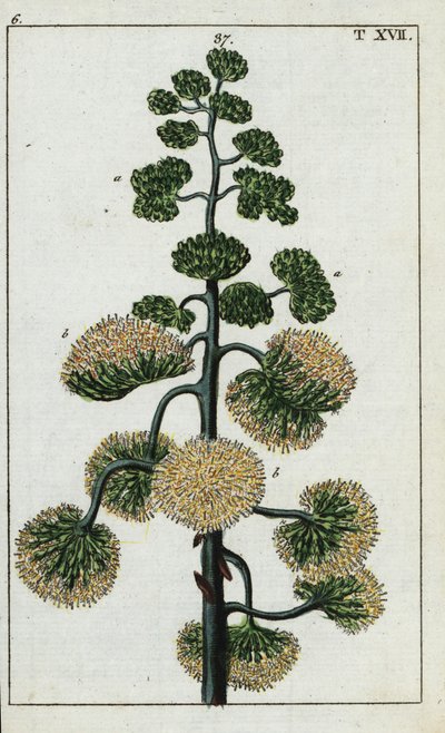 世纪植物，美洲龙舌兰。 作者 未知艺术家