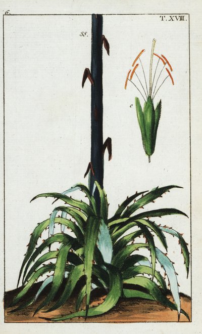 世纪植物，龙舌兰。 作者 未知艺术家