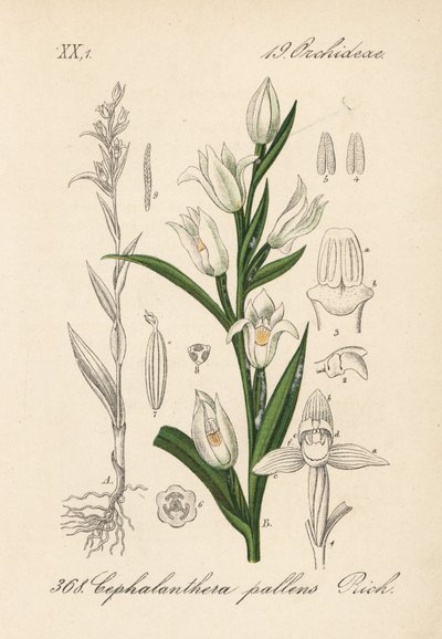 Cephalanthere has epe or long-leaved - 剑叶鹤望兰，Cephalanthera longifolia (Cephalanthera pallens)。Diederich von Schlechtendal 的《德国植物志》中的手工彩色石版画，耶拿 作者 未知艺术家