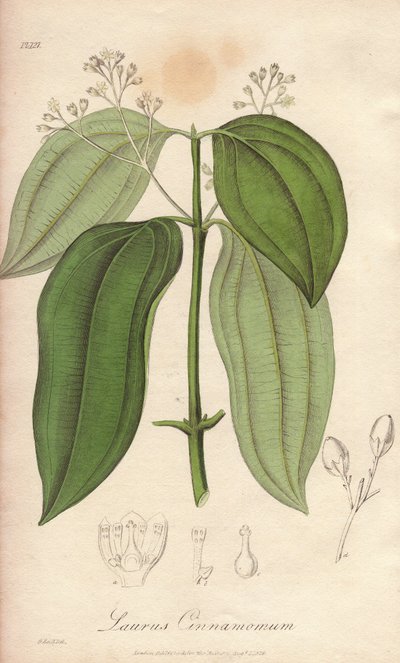 锡兰燧发机（Cinnamomum verum）--威廉-克拉克为约翰-史蒂芬森和詹姆斯-莫尔斯-丘吉尔所著《医学植物学，伦敦、爱丁堡和都柏林药用植物描述》作插图的浓水，由约翰-克拉克在伦敦出版。 作者 未知艺术家