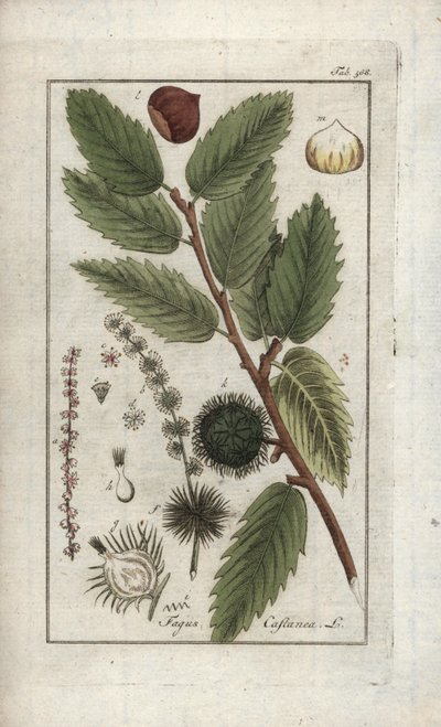 栗子（Castanea sativa）。石版画，选自约翰内斯-佐恩（1739-1799 年）的 "Afbeelding der Artseny-Gewassen"，荷兰 作者 未知艺术家