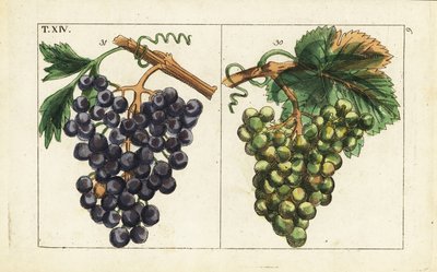 Chiavenna 葡萄、黑皮诺葡萄、葡萄属植物。 作者 未知艺术家