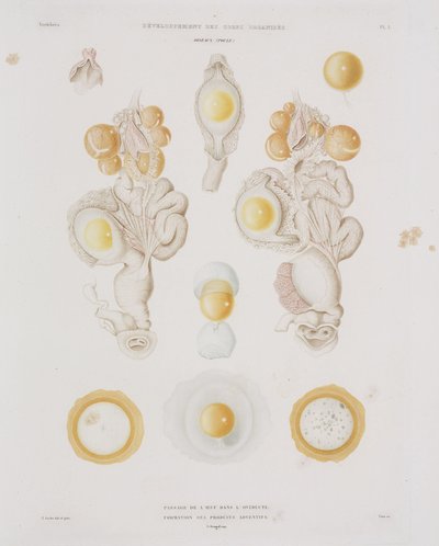 输卵管中的鸡卵，约1847-1859年 作者 不明