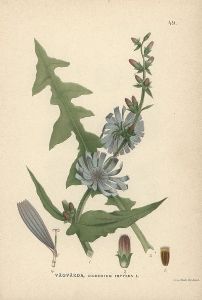 菊苣，Cichorium intybus 作者 未知艺术家