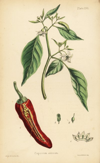 辣椒，Capsicum annuum。亨利-索尔比（Henry Sowerby）根据爱德华-汉密尔顿（Edward Hamilton）的《植物顺势疗法》（Flora Homeopathica）中 L.W. 的插图绘制的手绘彩色石版画，伦敦 Bailliere 出版社出版。 作者 未知艺术家