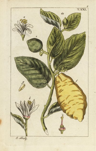 香橼的果实、叶子和花朵，Citrus medica。 作者 未知艺术家