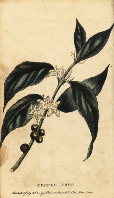 咖啡树，阿拉伯咖啡。1800年（雕刻） 作者 未知艺术家
