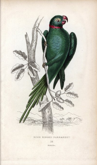 领鹦鹉，Psittacula krameri。Psittacus torquatus。约瑟夫-基德（Joseph Kidd）根据约翰-奥杜邦（John Audubon）的绘画绘制的石版画，载于《自然历史杂记》：鹦鹉》，托马斯-迪克-劳德爵士和托马斯-布朗船长，1833 年在苏格兰爱丁堡出版。 作者 未知艺术家