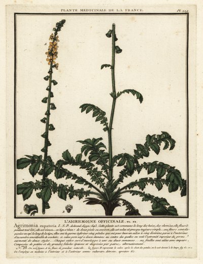 普通柿树，Agrimonia eupatoria。 作者 未知艺术家