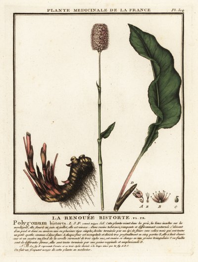 常见的 bistort，Persicaria bistorta。 作者 未知艺术家